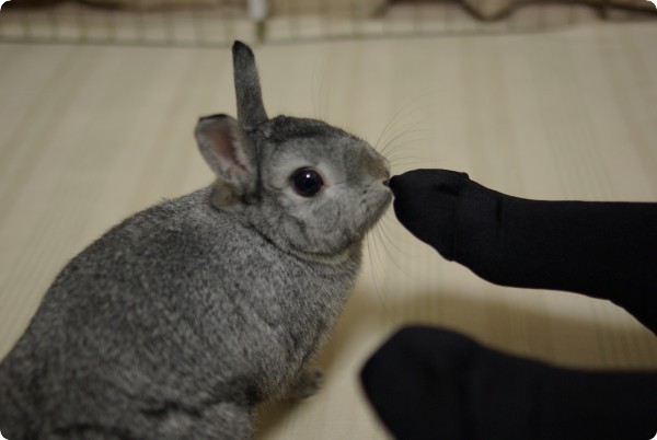 つん♪