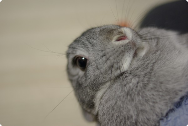 ふがふが