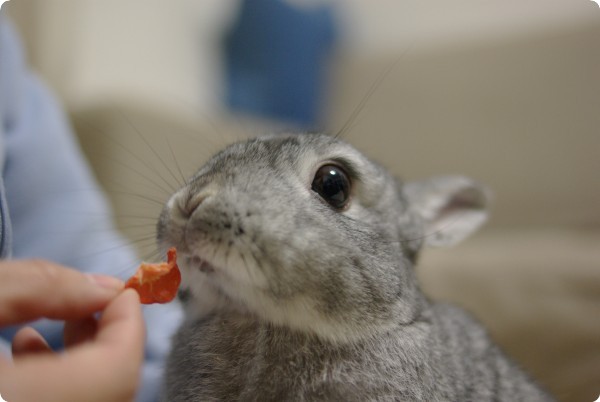 はむはむ♪