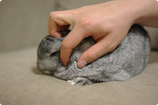 うりうり