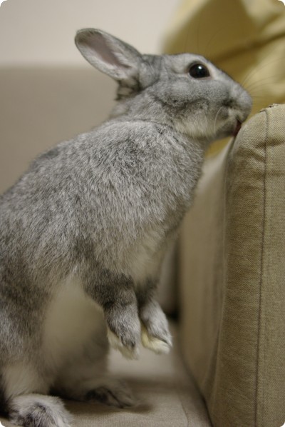 ぺろぺろ