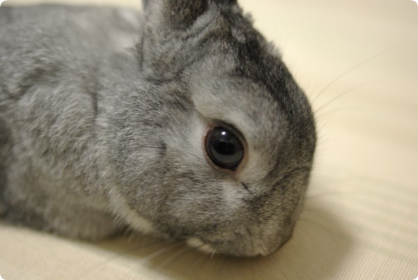 でろ〜ん♪
