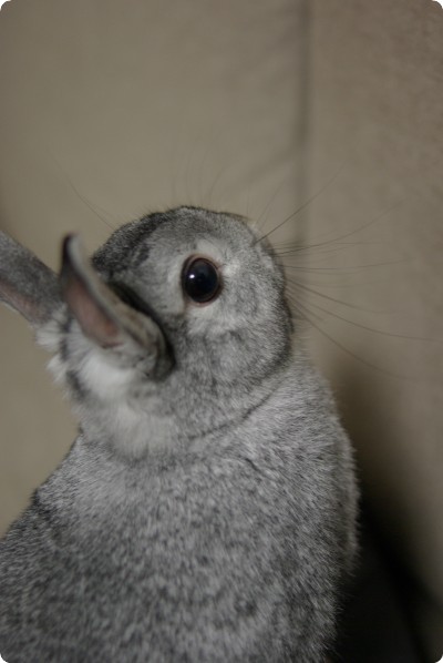 ちろり♪