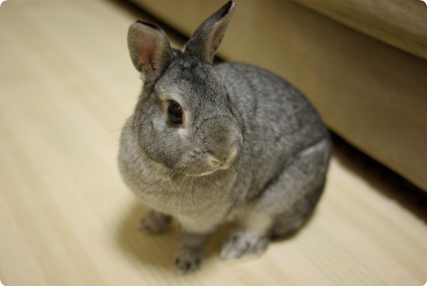 おいしいの?