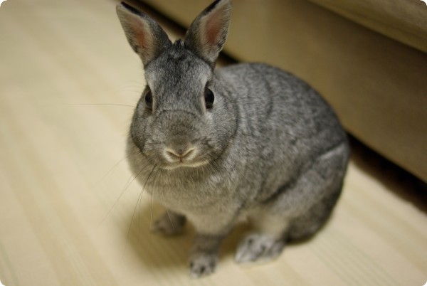 くれないの?