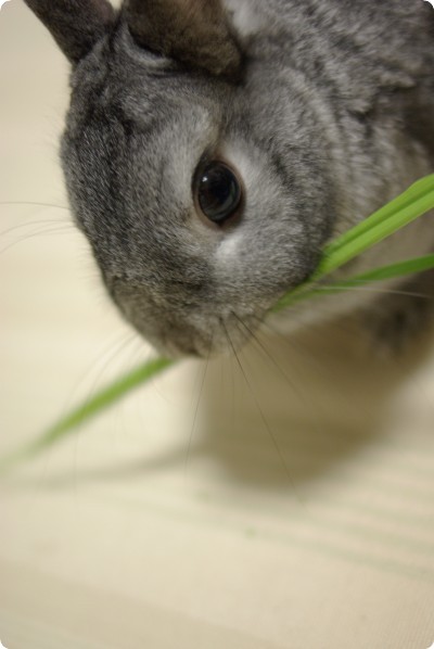 はむっ!
