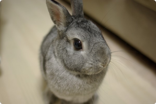 ちらり