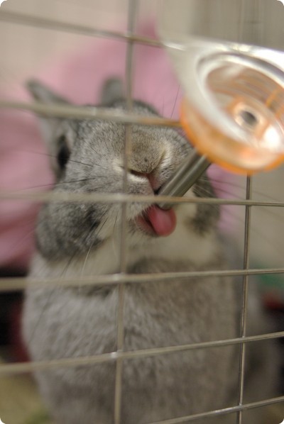 ぺろぺろ♪
