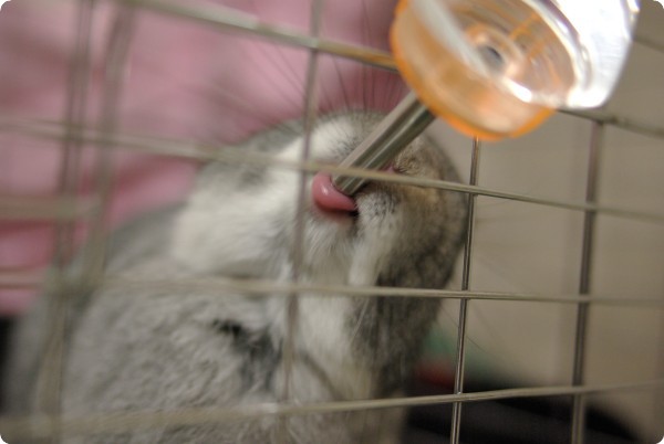 んぐんぐ♪