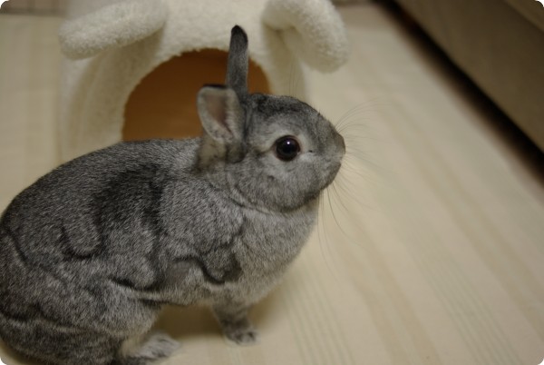 むふふ