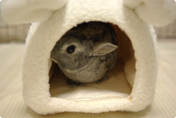 ふんふん