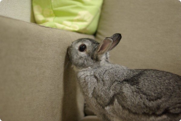 ふんふん