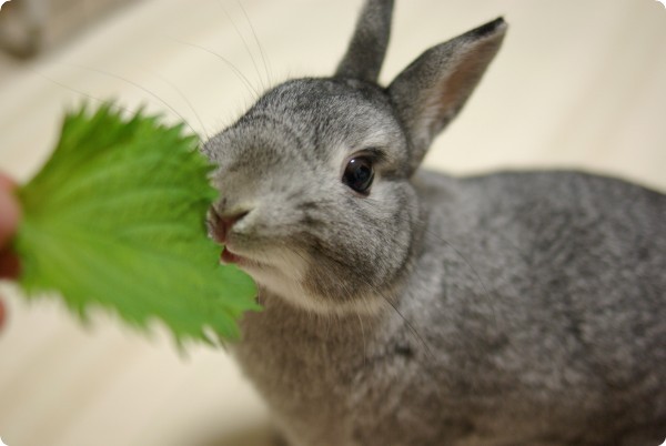 ふんふん♪