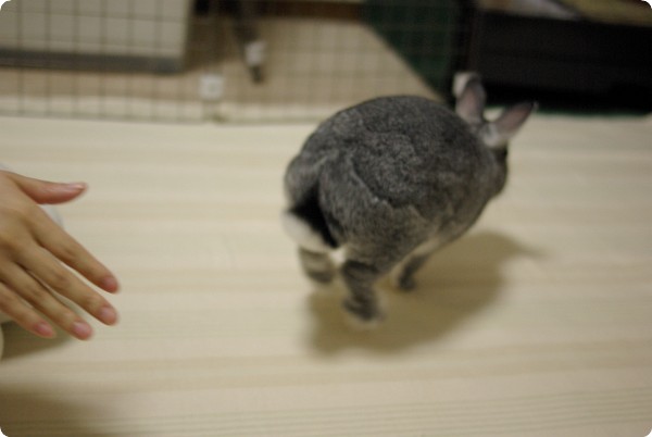 てってけて〜♪