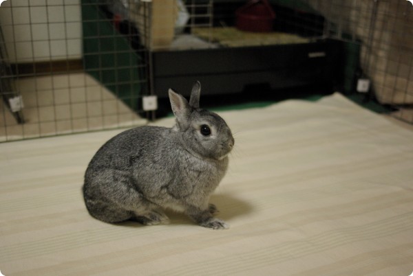 いちについて