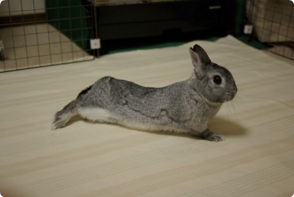 のびー