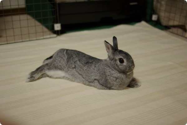 ちょこん