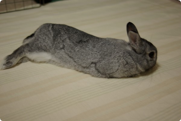 ぺろぺろ