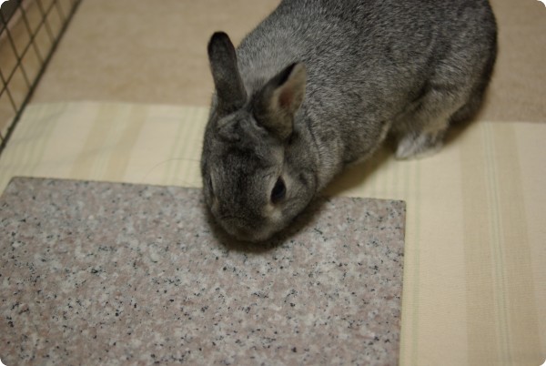 つんつん♪