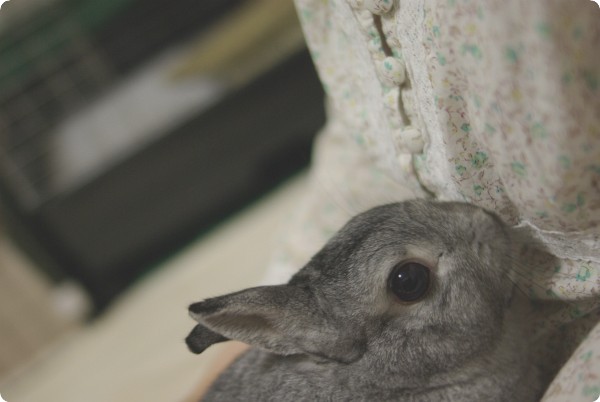 ちょこん♪
