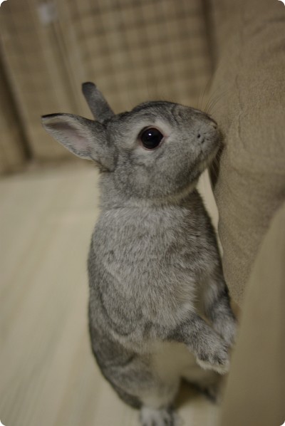 ひょっこり