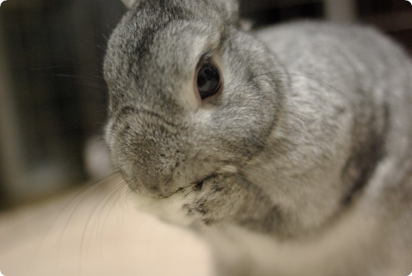 ふきふき
