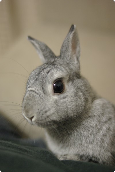 ちょこん