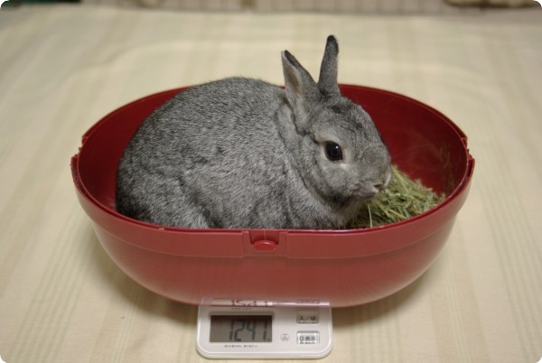 1241g