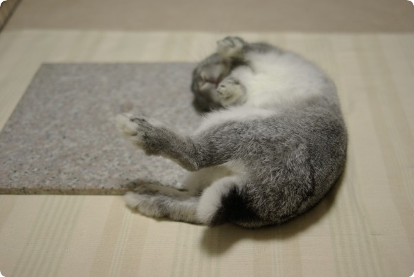 ぴ〜ん