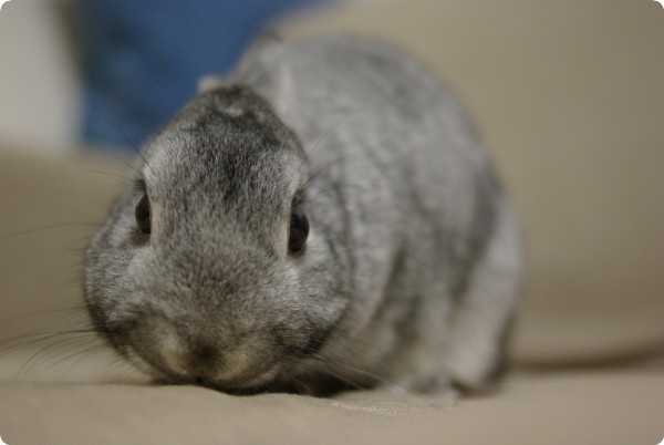 ふがふが