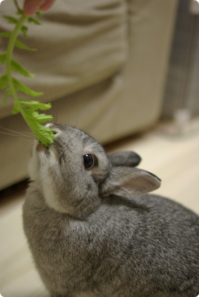 はむっ