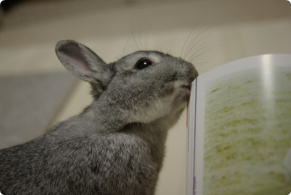ふんふん