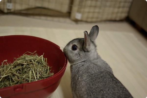 ふんふん