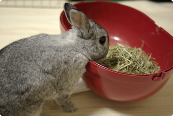 わしわし