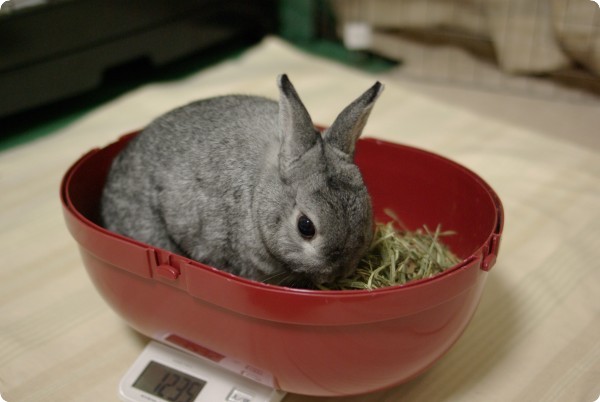 ふんふん