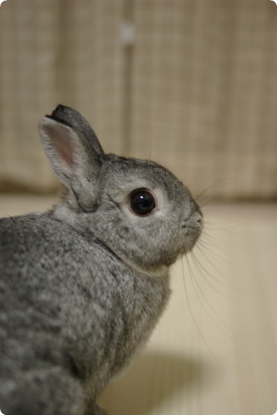 ん