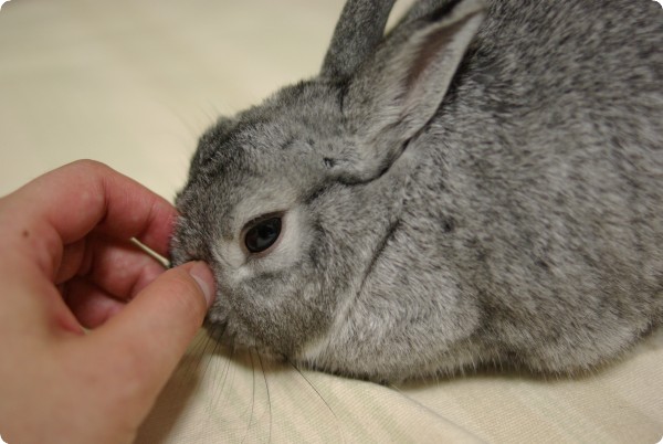 ふにふに