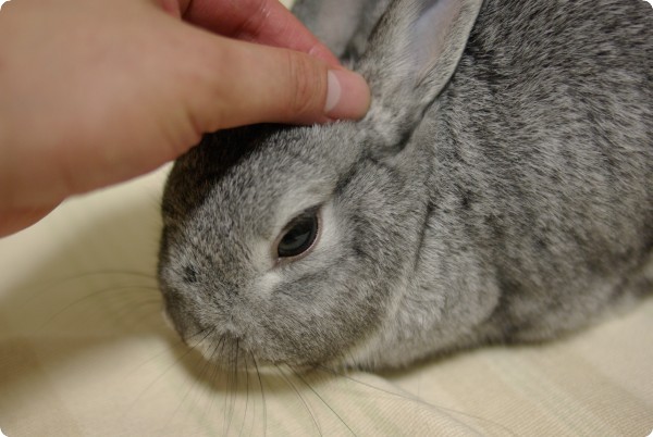 ふにふに