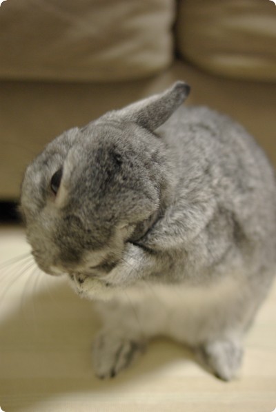 わしわし