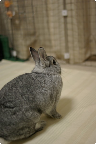 ちょこん