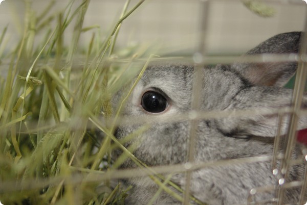 ふんふん