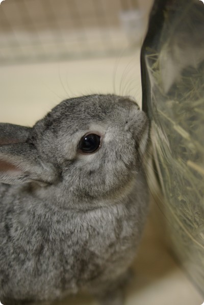 ふんふん