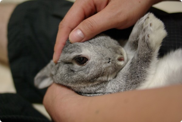 ふが〜
