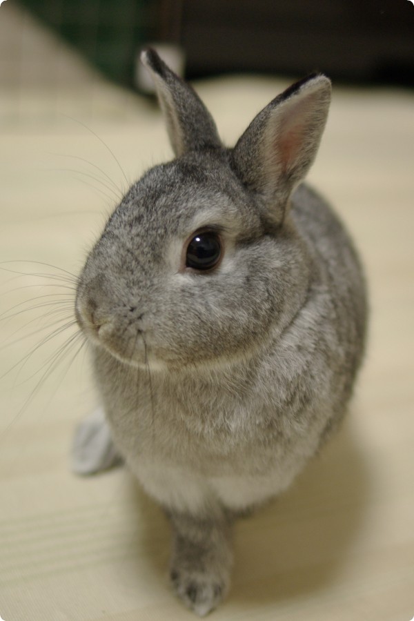 きりり