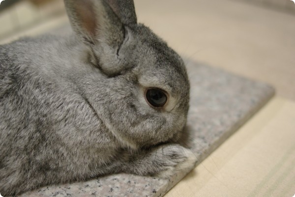 自分でつんつん