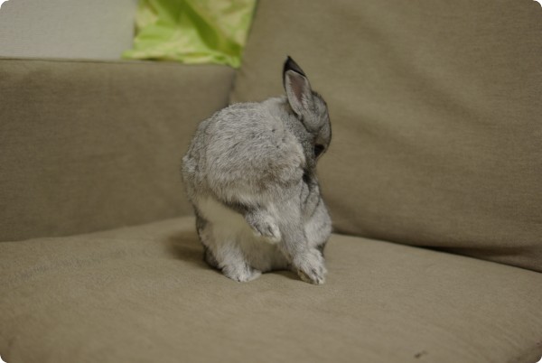 うんしょうんしょ