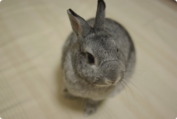 たちみみちゃん