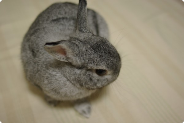 ぼりぼり
