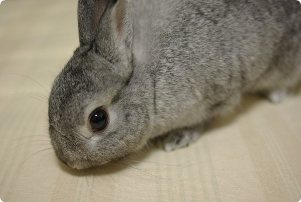 ふんふん