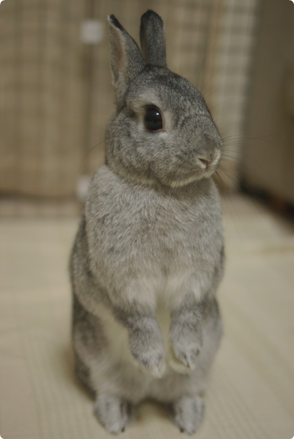 きおつけ〜
